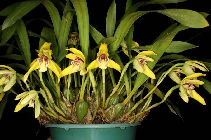 Maxillaria Porphyrostele