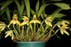 Maxillaria Porphyrostele