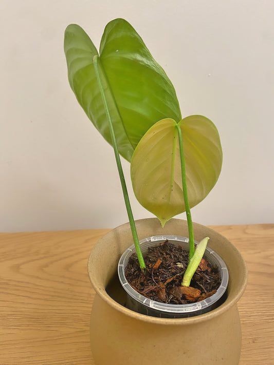 Philodendron Tenue (A)