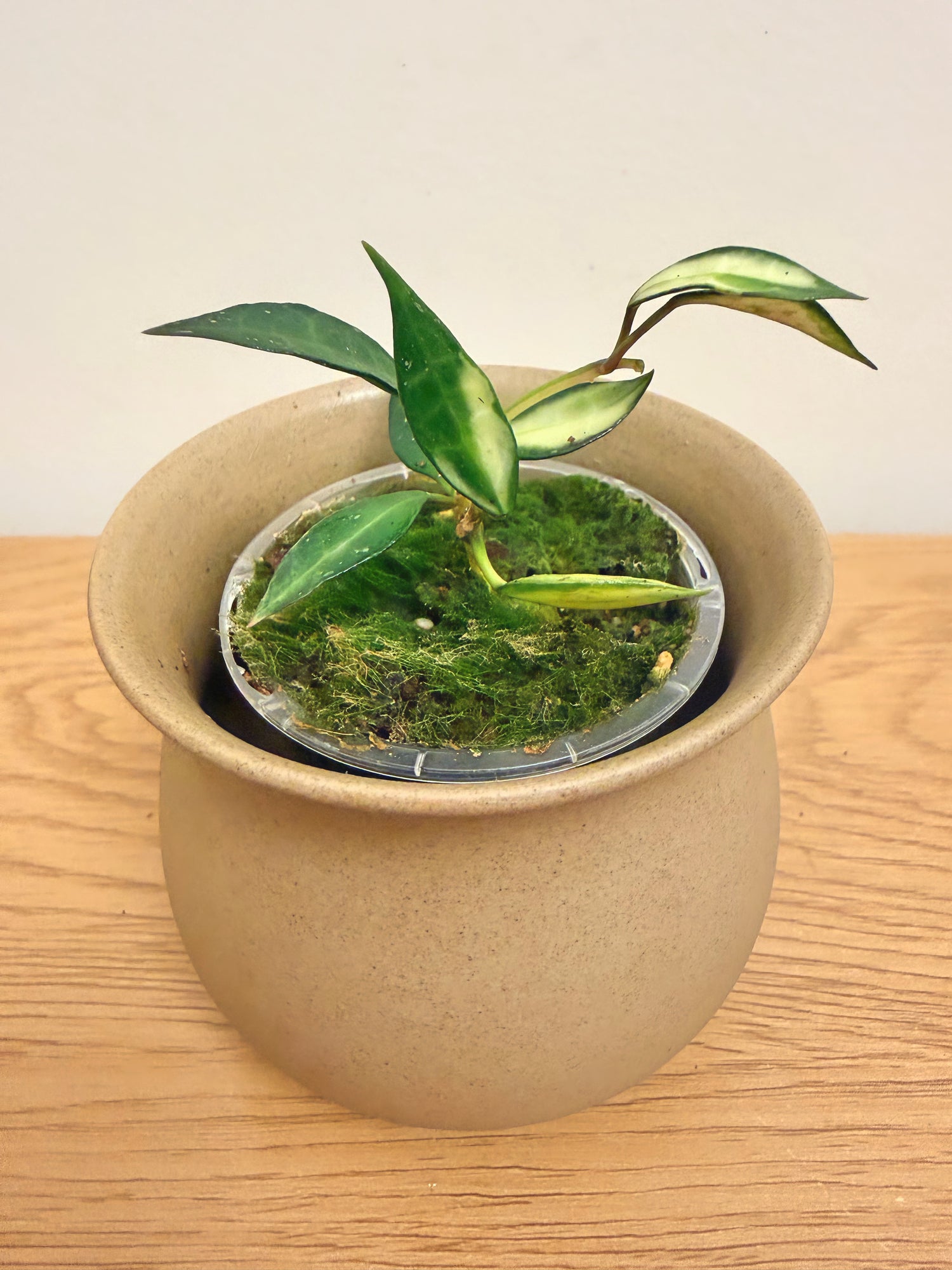 Hoya Lacunosa Variegated