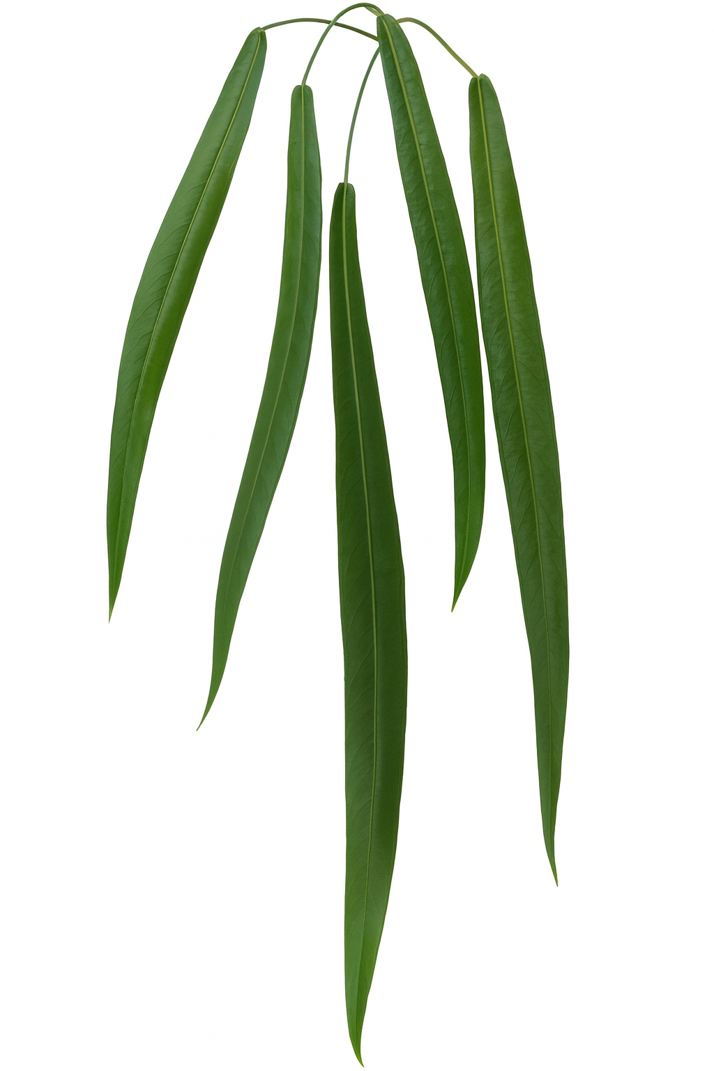 Anthurium Pallidiflorum