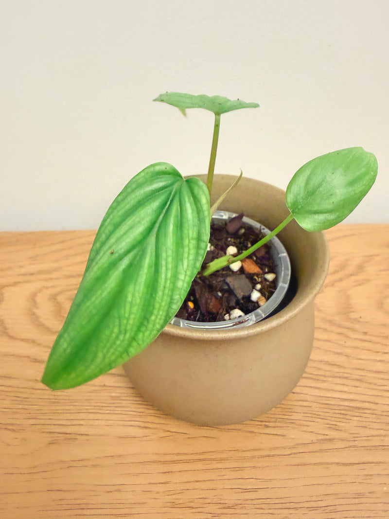 Philodendron Plowmanii