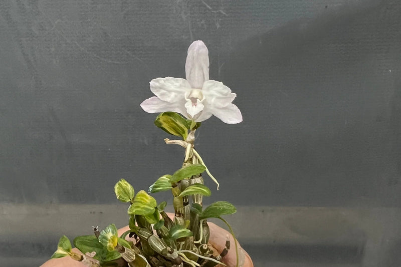 Dendrobium Moniliforme ‘Fujizuru’