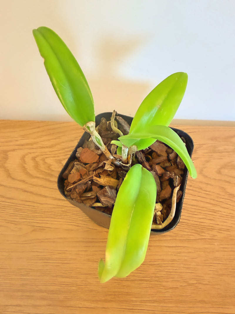 Bc. (Brassocattleya) Keowee ‘VI-Galaxy’ (Cattleya Lorraine Shirai x Cattleya B. Nodosa)