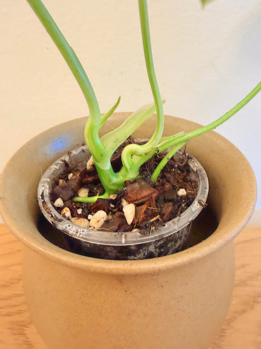 Philodendron Burle Marx Variegated