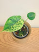 Alocasia Dragon Scale Mint