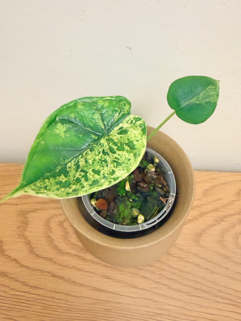 Alocasia Dragon Scale Mint