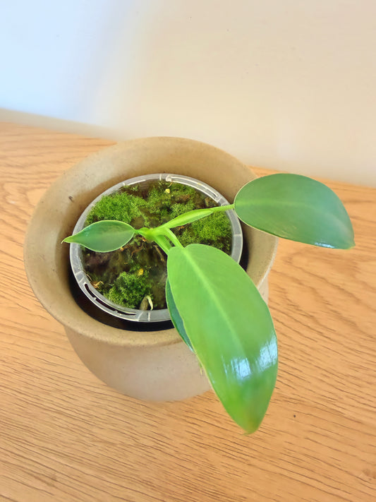 Philodendron Spiritus Sancti