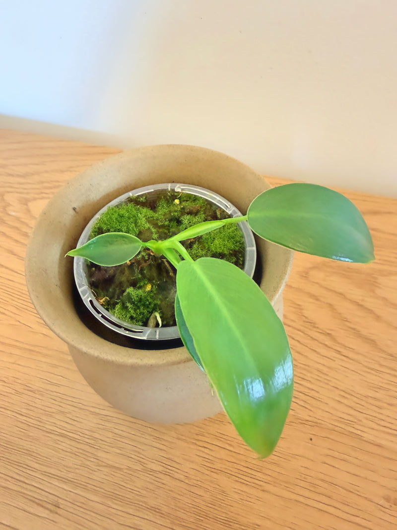 Philodendron Spiritus Sancti