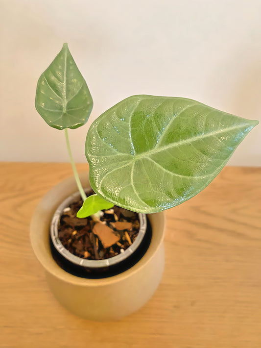 Alocasia Maharani (Black Velvet x Melo)