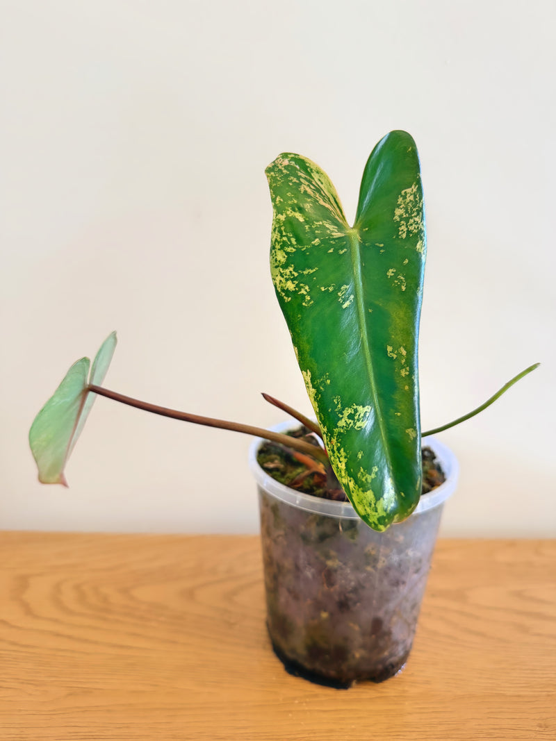Philodendron Ilsemanii Variegated (D)