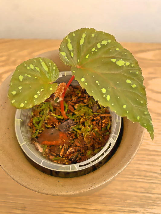 Begonia Atricha Lampung Sumatera