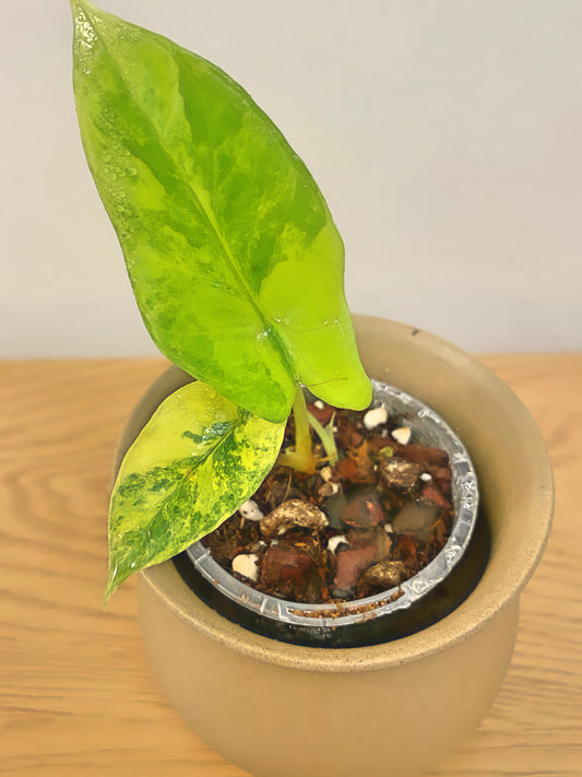 Alocasia Scalprum Aurea