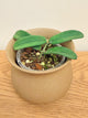 Hoya Lyi Big Leaf (A)