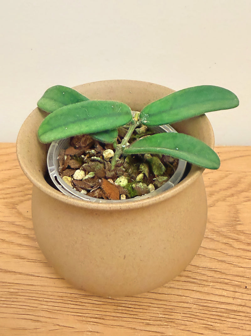 Hoya Lyi Big Leaf (A)