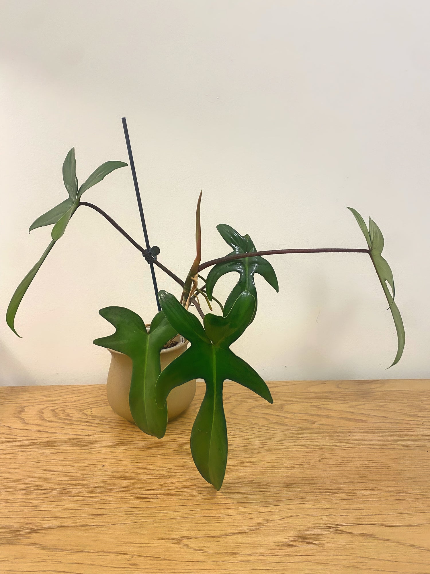 Philodendron Florida