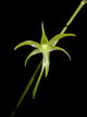 Angraecum Calceolus
