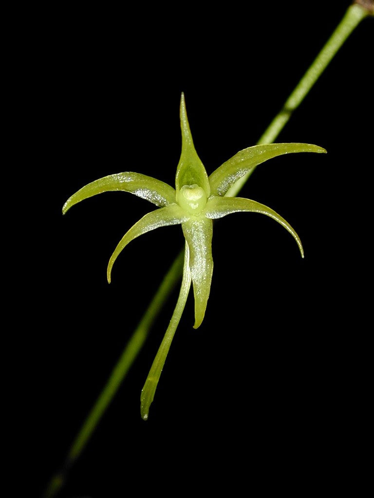Angraecum Calceolus