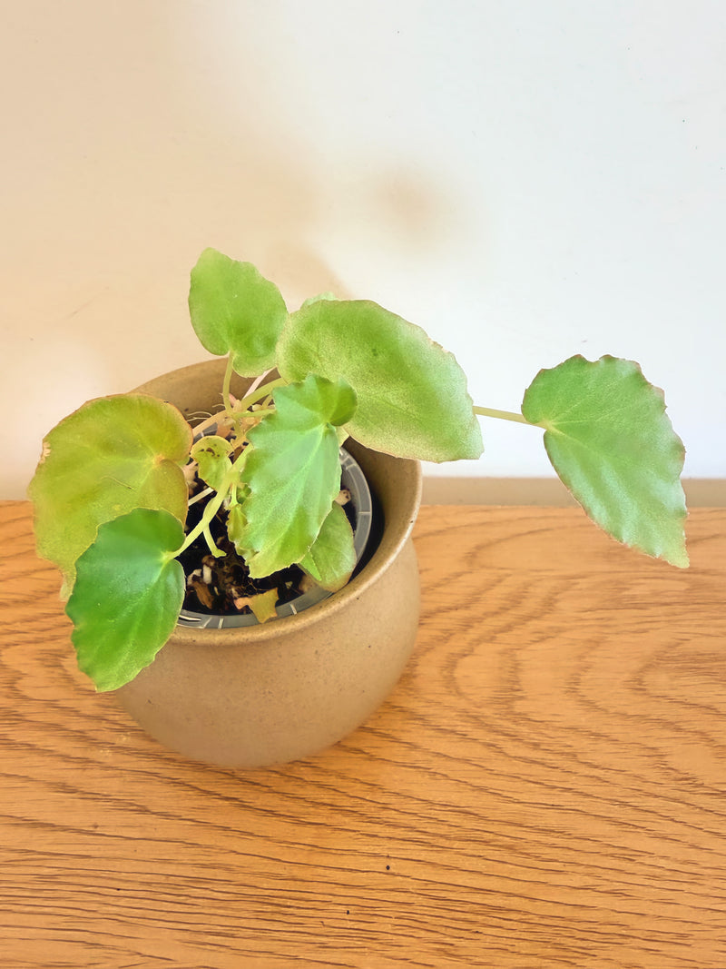 Begonia Tiny Gem