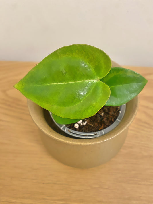 Anthurium Villenaorum x Forgetii