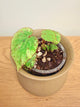 Begonia sp. Sumatra