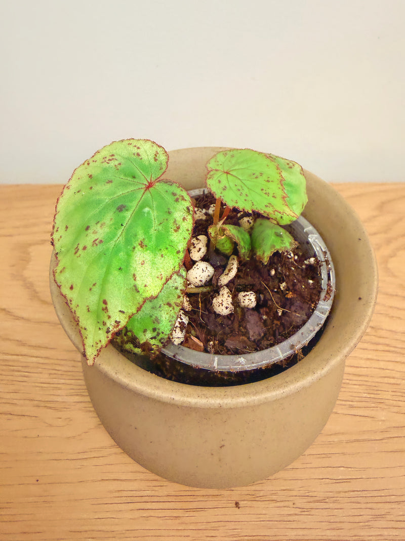 Begonia sp. Sumatra