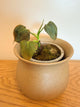 Philodendron Lupinum