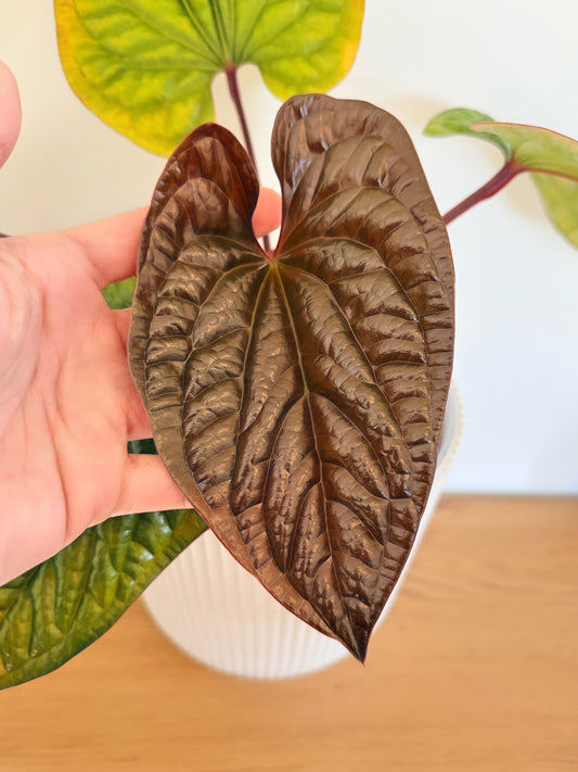 Anthurium Radicans x Luxurians