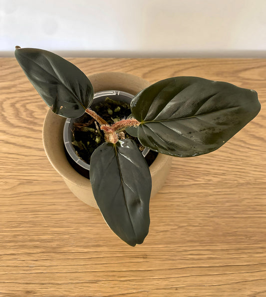 Philodendron Serpens