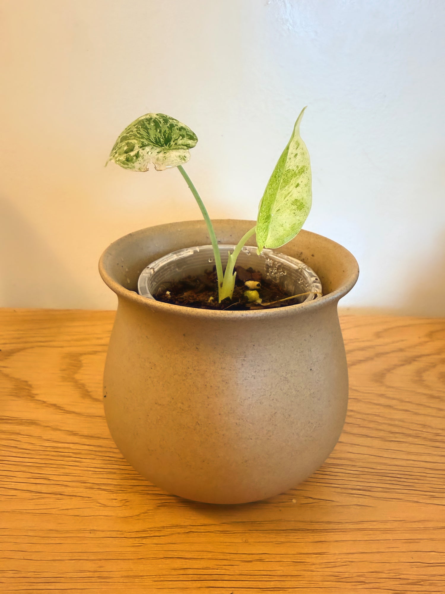 Alocasia Dragon Scale Mint