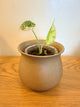 Alocasia Dragon Scale Mint