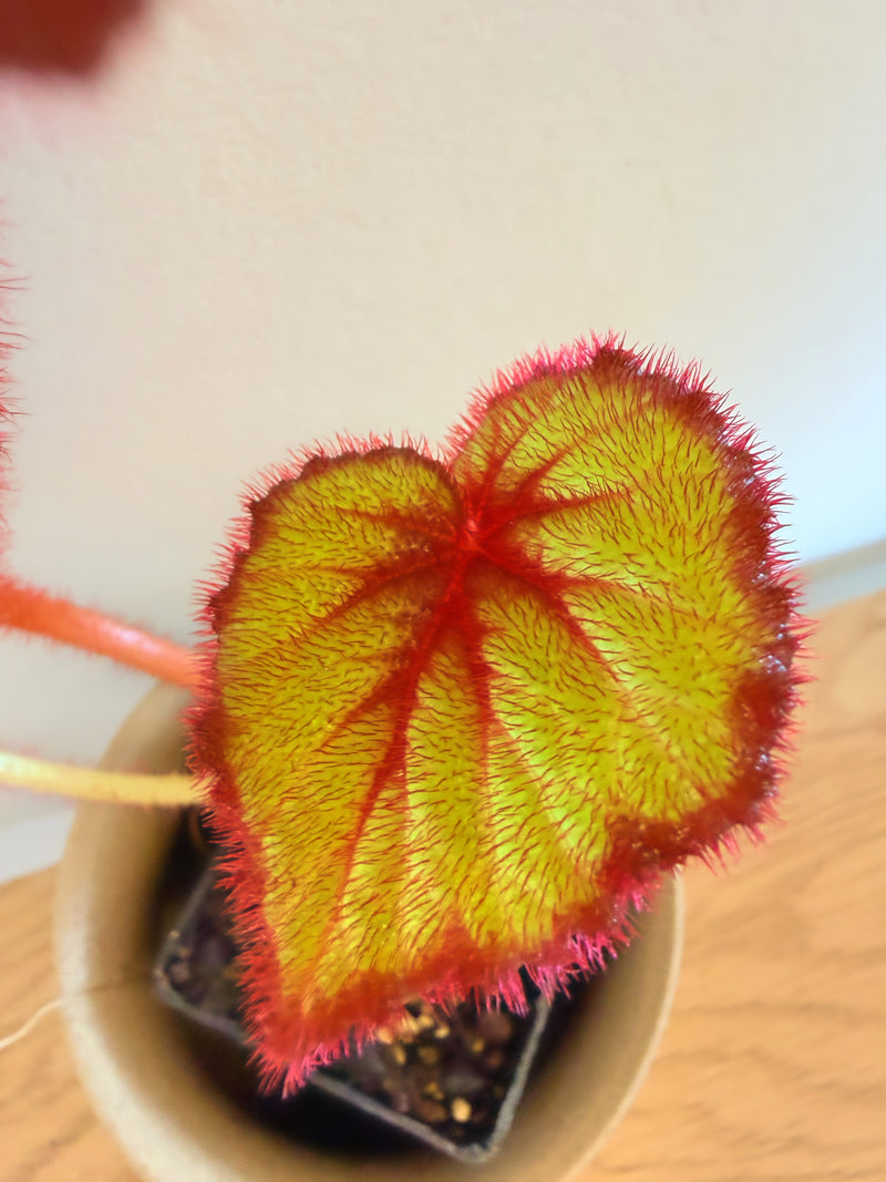 Begonia Fireflush