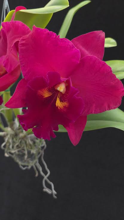 Rlc Chia Lin ‘New City’ x Taiwan Chief Wine ‘Van Gogh’