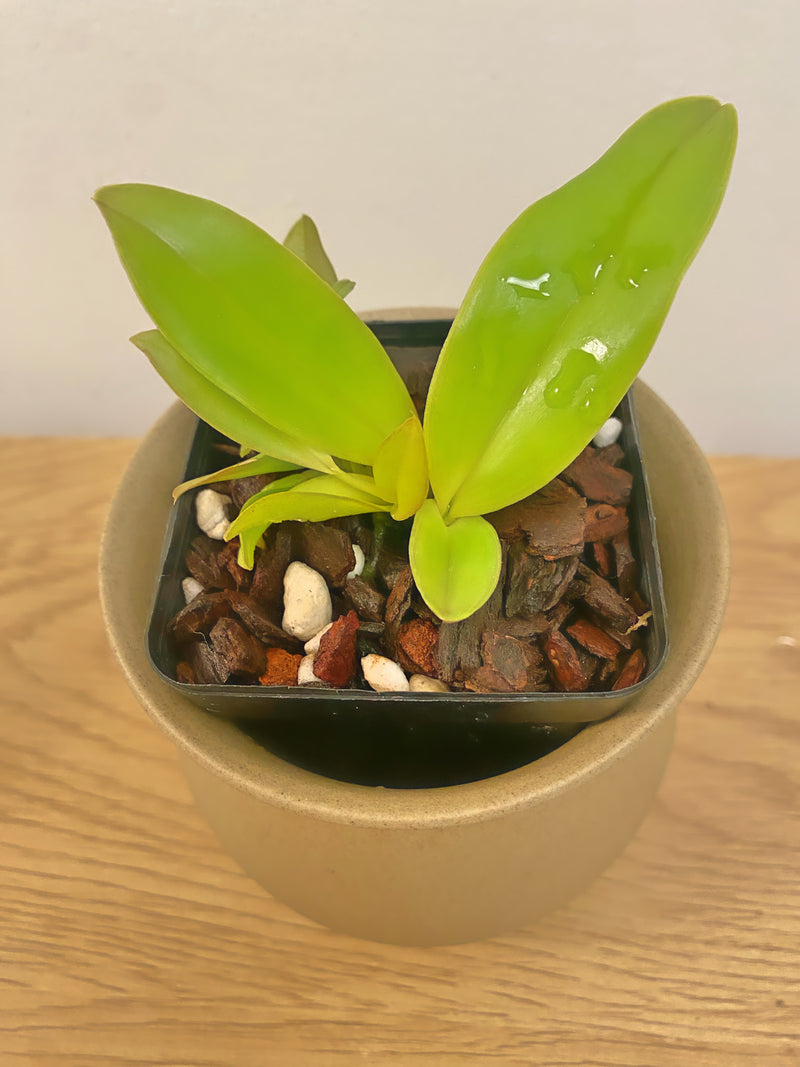 Cattleya Dinard ‘Blue Heaven’ AM/AOS