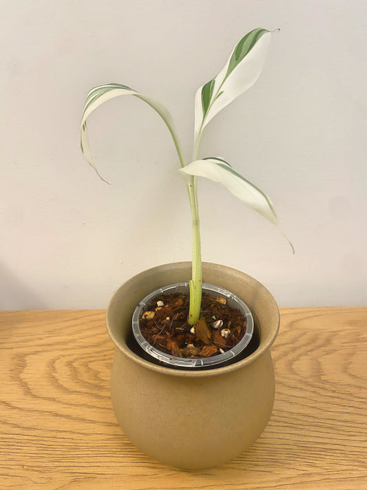 Musa Aeae
