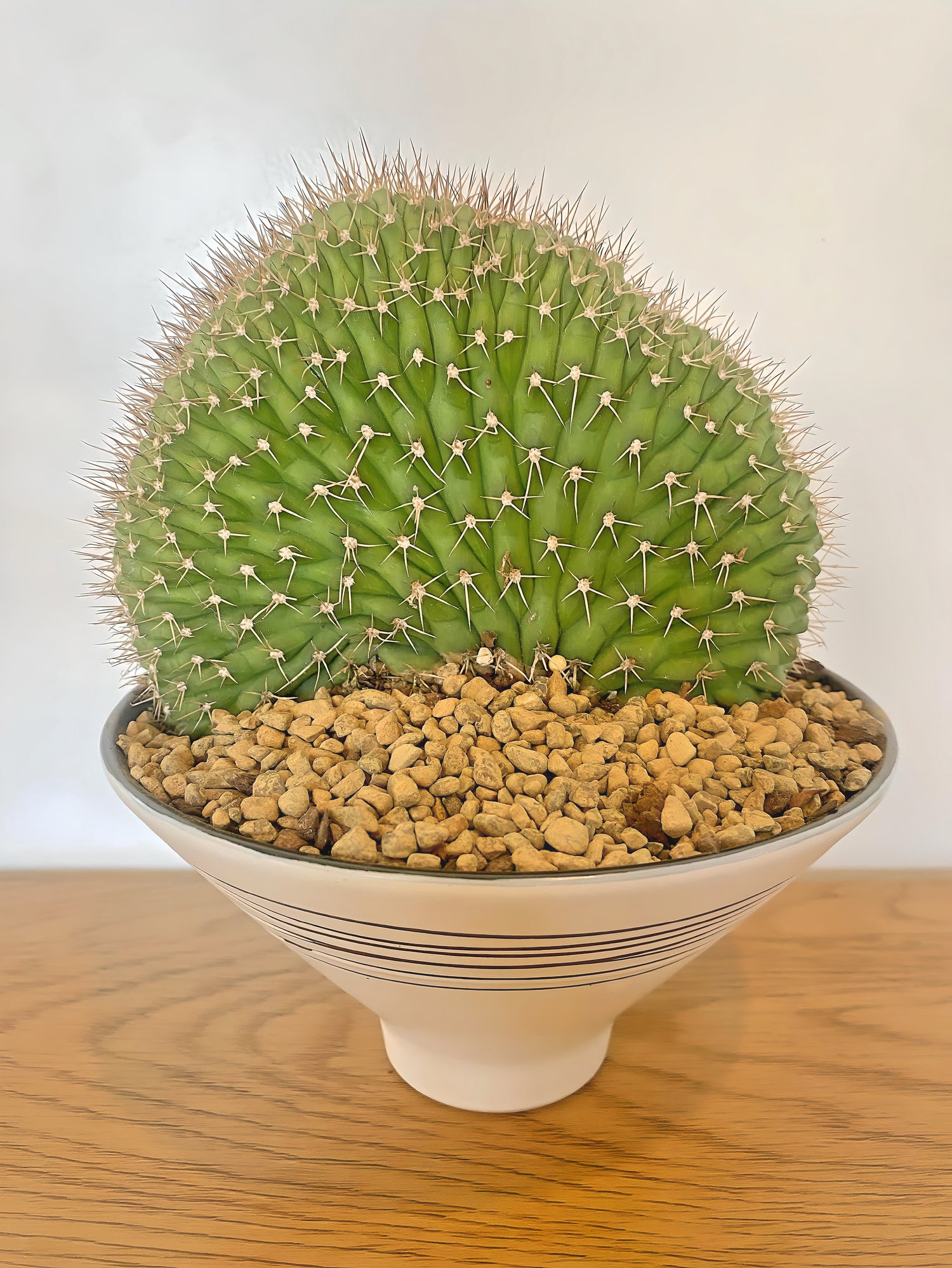 Echinopsis Crest