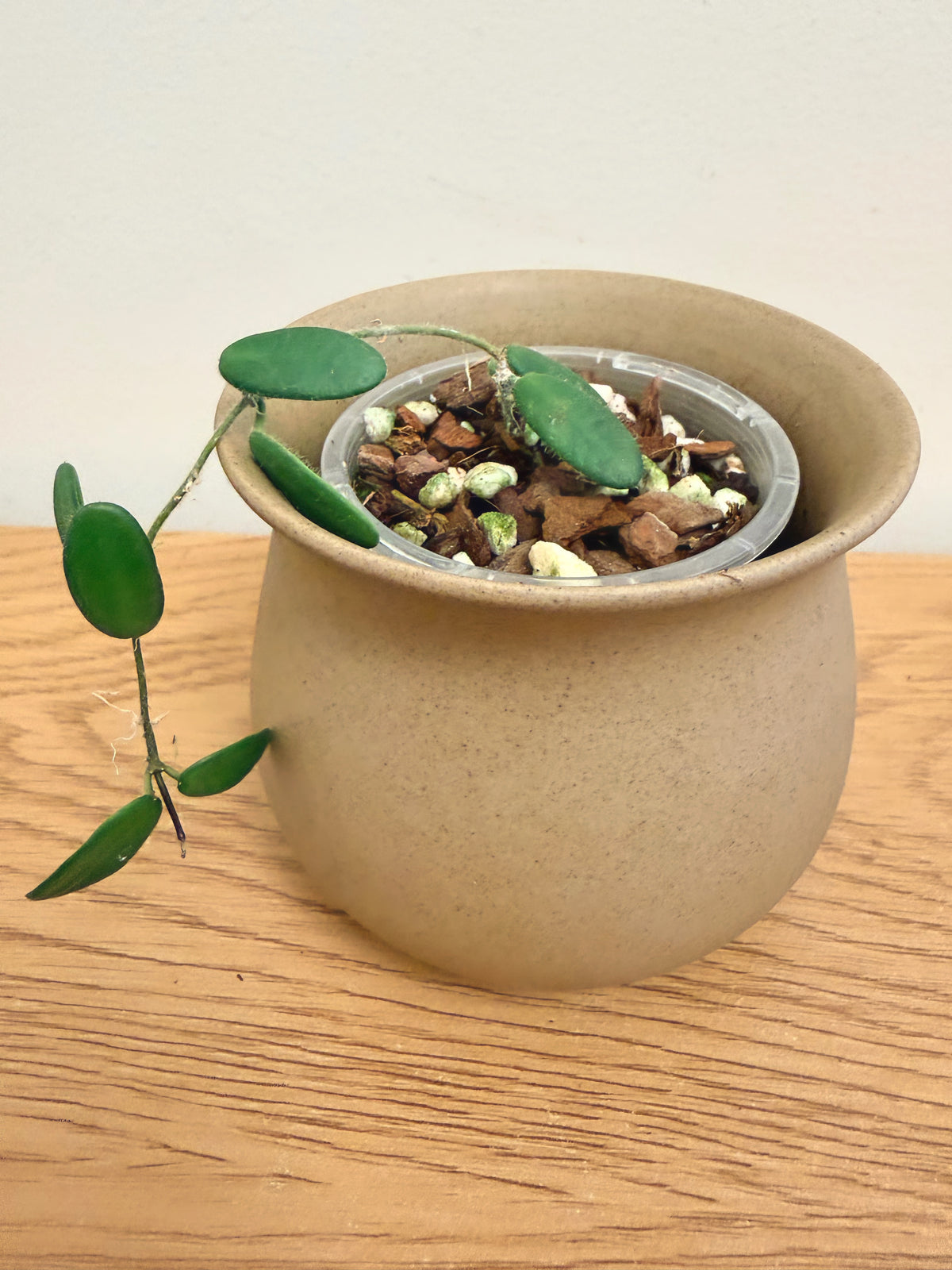 Hoya Spectatissima