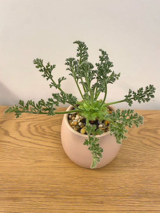 Pelargonium Appendiculatum