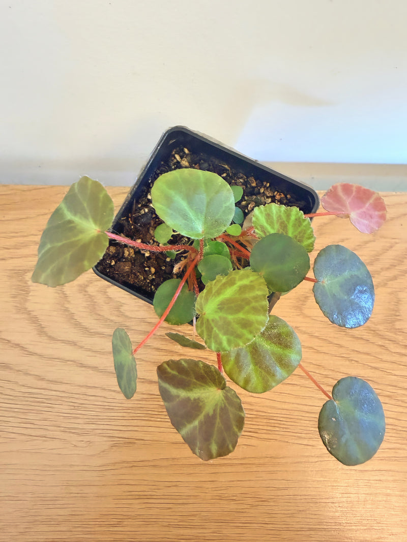 Begonia ‘KirstyKiss’ (Beijnenii x Dinhdui)