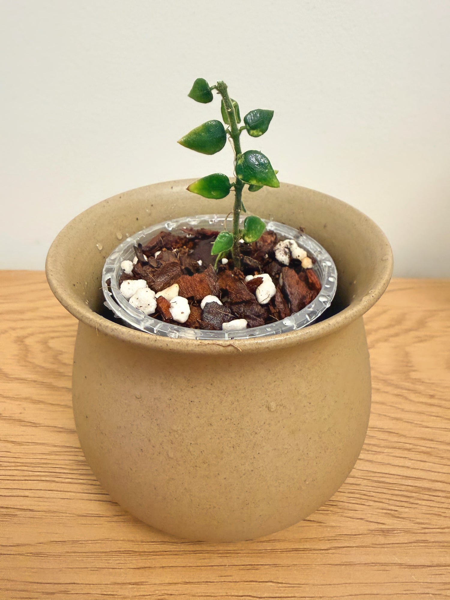 Hoya Chinghungensis