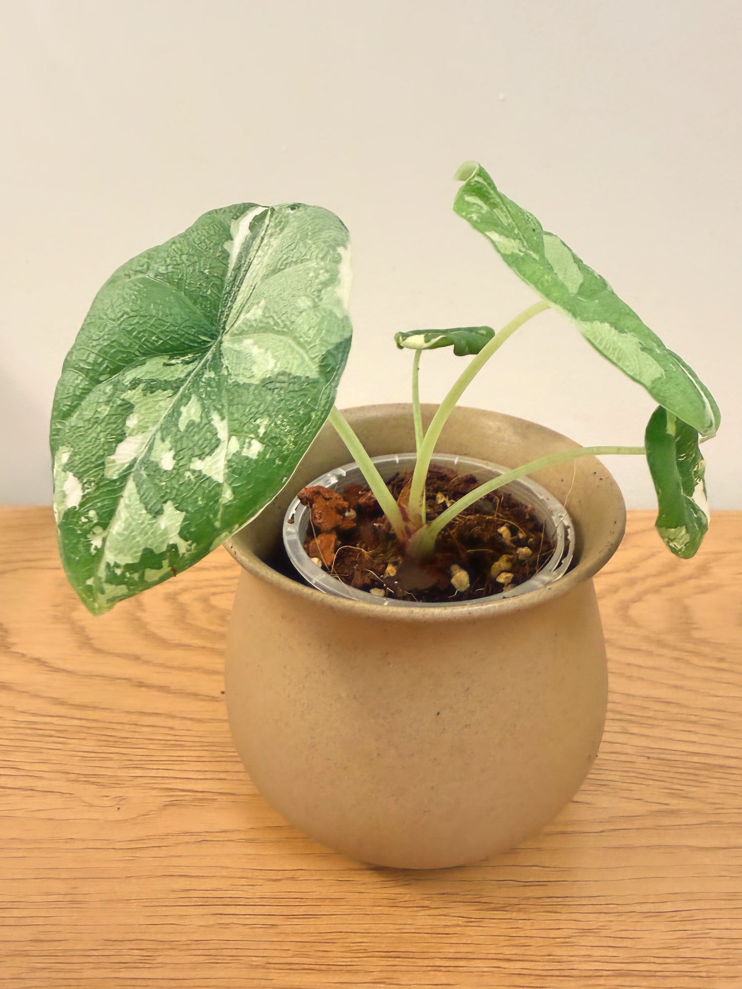 Alocasia Melo Variegated