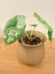 Alocasia Melo Variegated