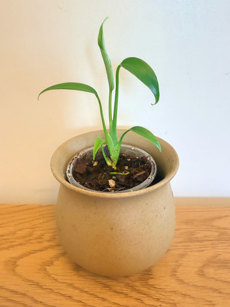 Monstera Burle Marx Flame