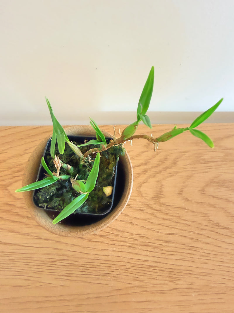 Encyclia Polybulbon