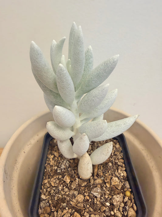 Senecio Haworthii