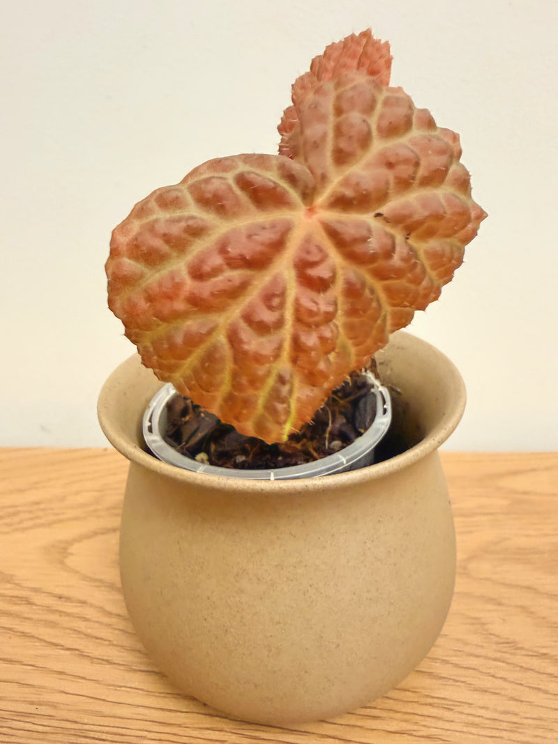 Begonia Baik x Dracopelta