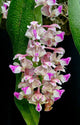 Aerides Falcata