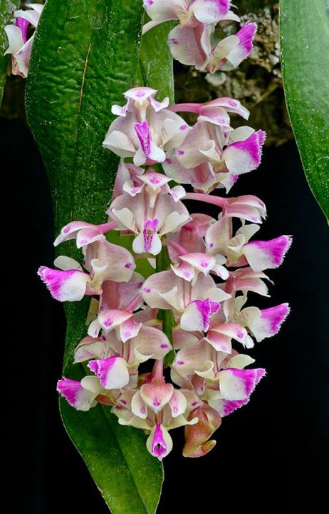 Aerides Falcata