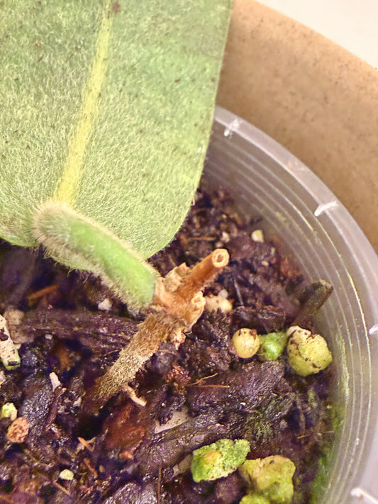 Hoya Hypolasia