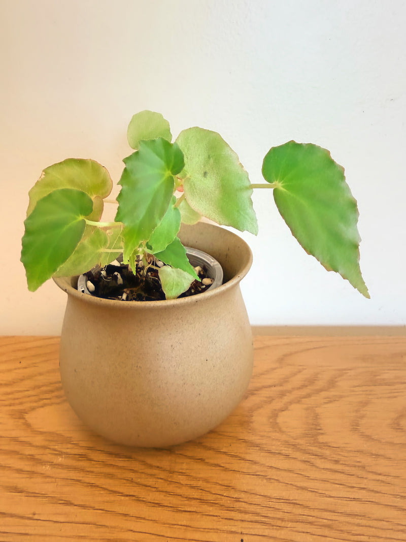 Begonia Tiny Gem